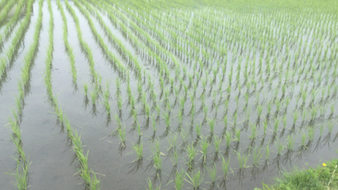 rice1