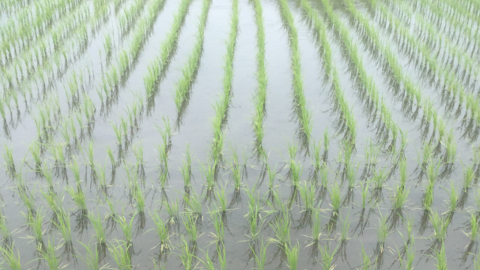 rice2
