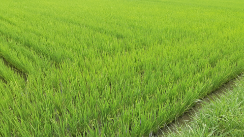 rice3