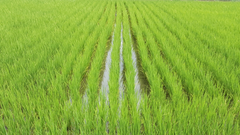 rice4