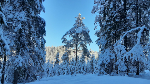 skjen5