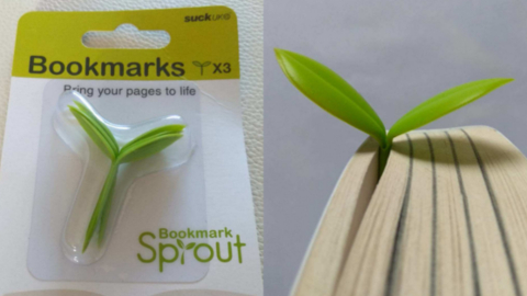 sprout