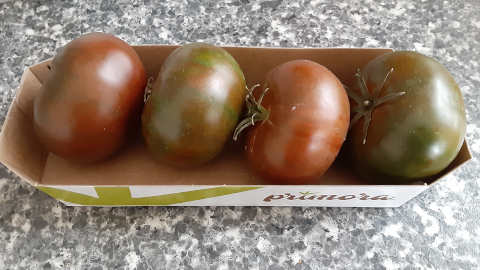 tomato1