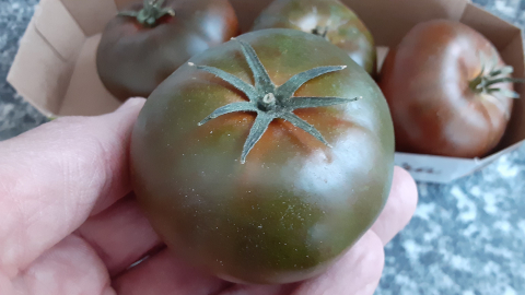 tomato2
