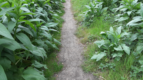 trail1