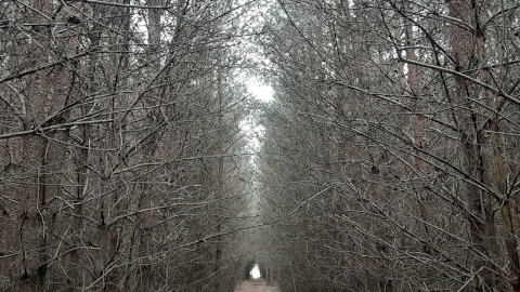 trail5