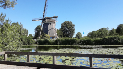 windmills4